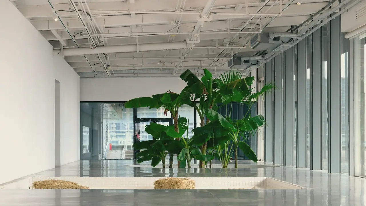 Lichte ruimte met planten