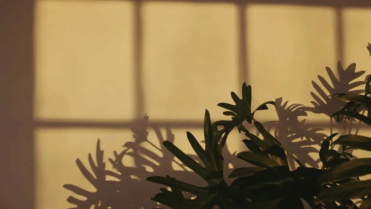 Schaduw van een raam en planten op een muur