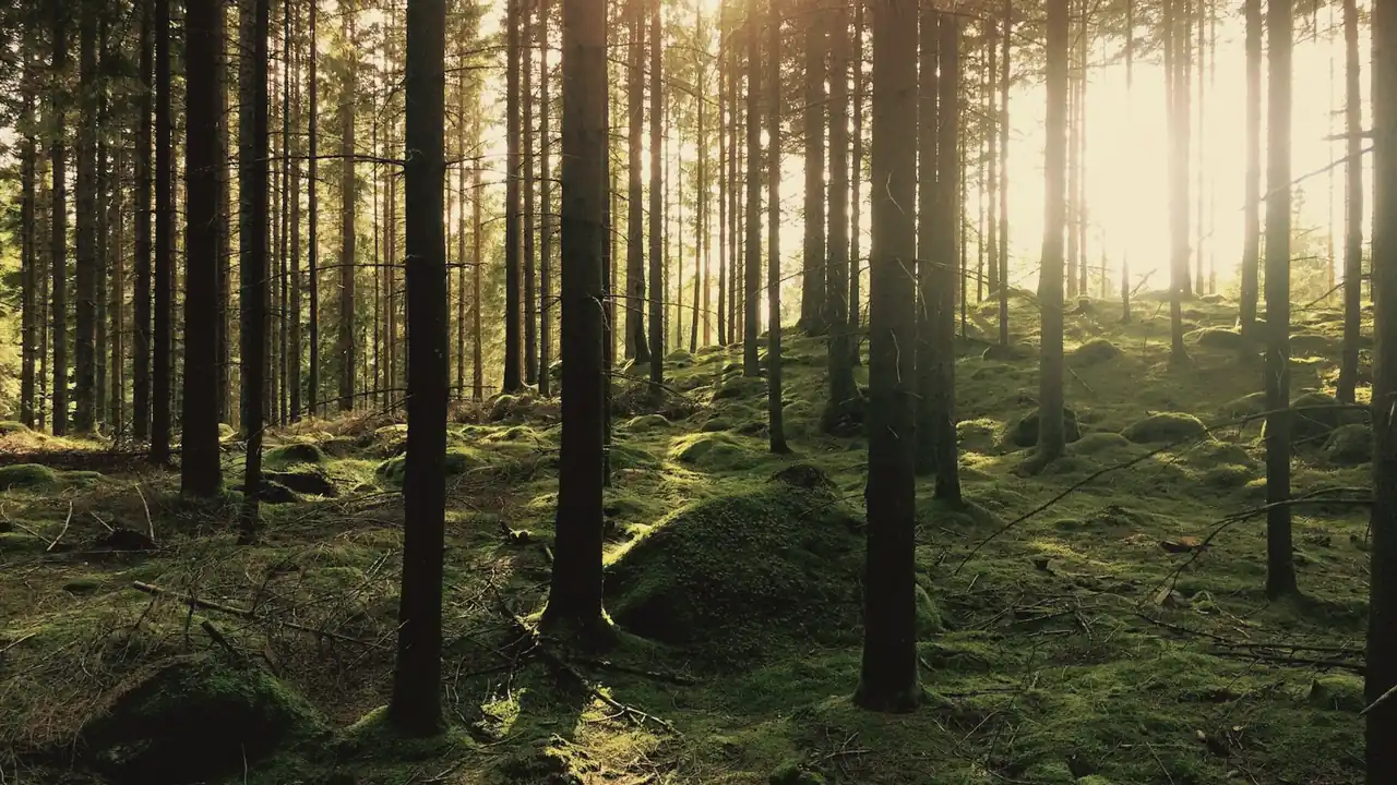 Zonlicht tussen de bomen in een bos