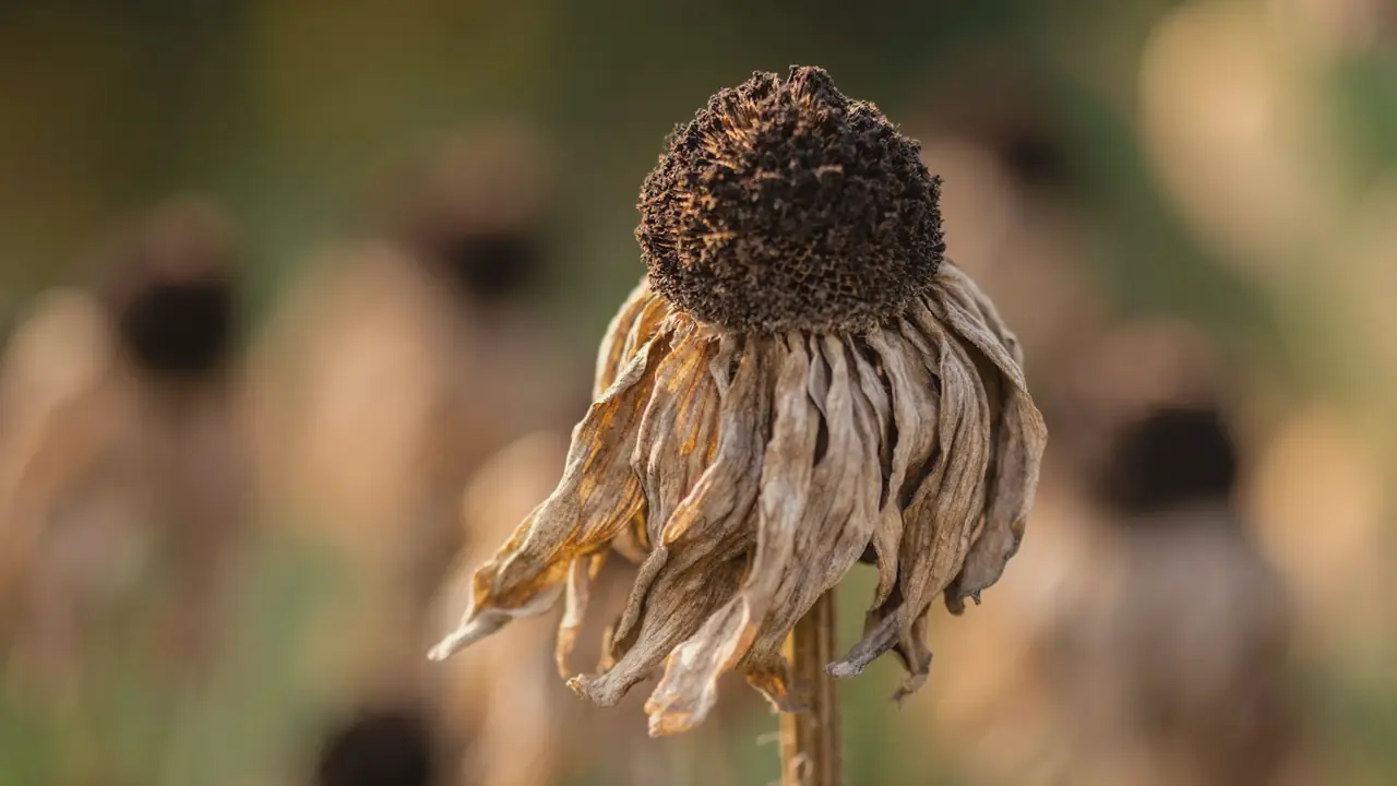 Uitgebloeide bloem